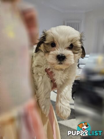 Maltese Shih Tzu Puppies