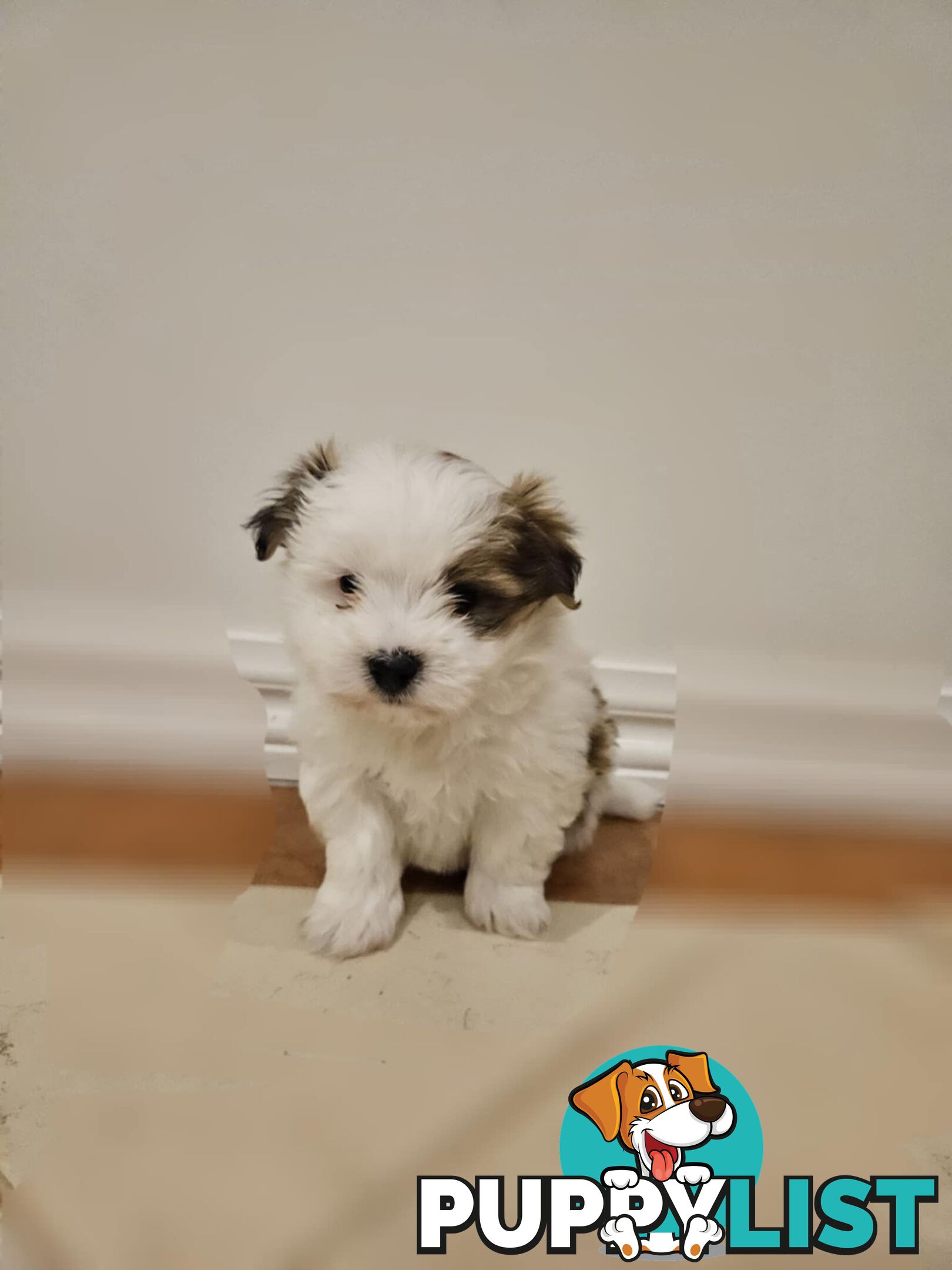 Maltese Shih Tzu Puppies