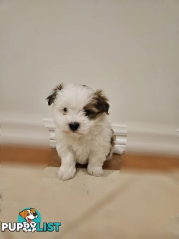 Maltese Shih Tzu Puppies