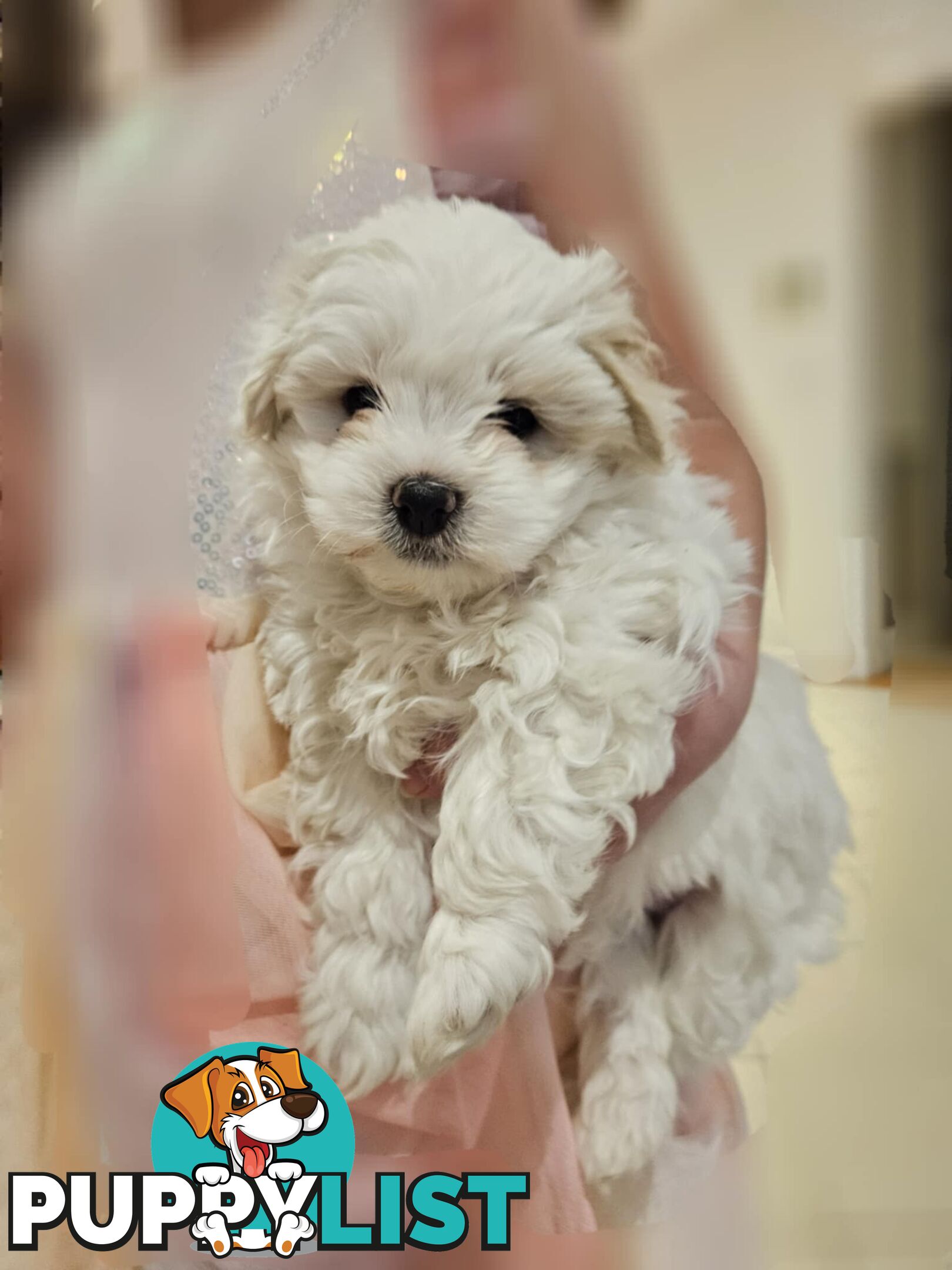 Maltese Shih Tzu Puppies