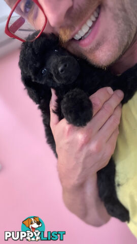 UPDATED PRICE ***Two exceptional Miniature Poodle puppies