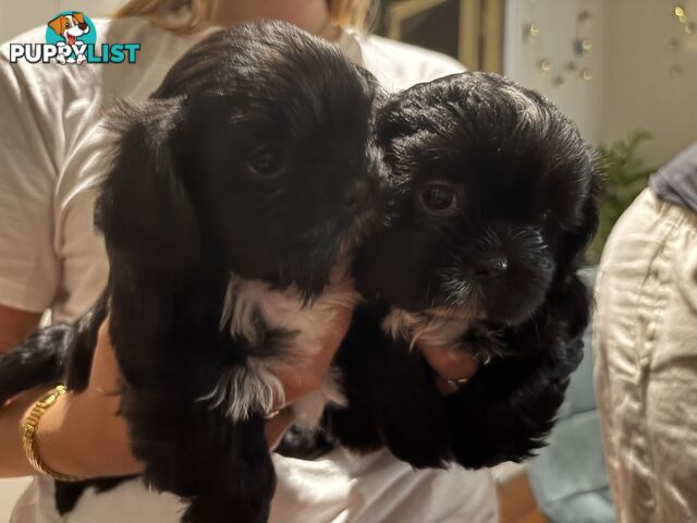 Beautiful Shih Tzu puppies