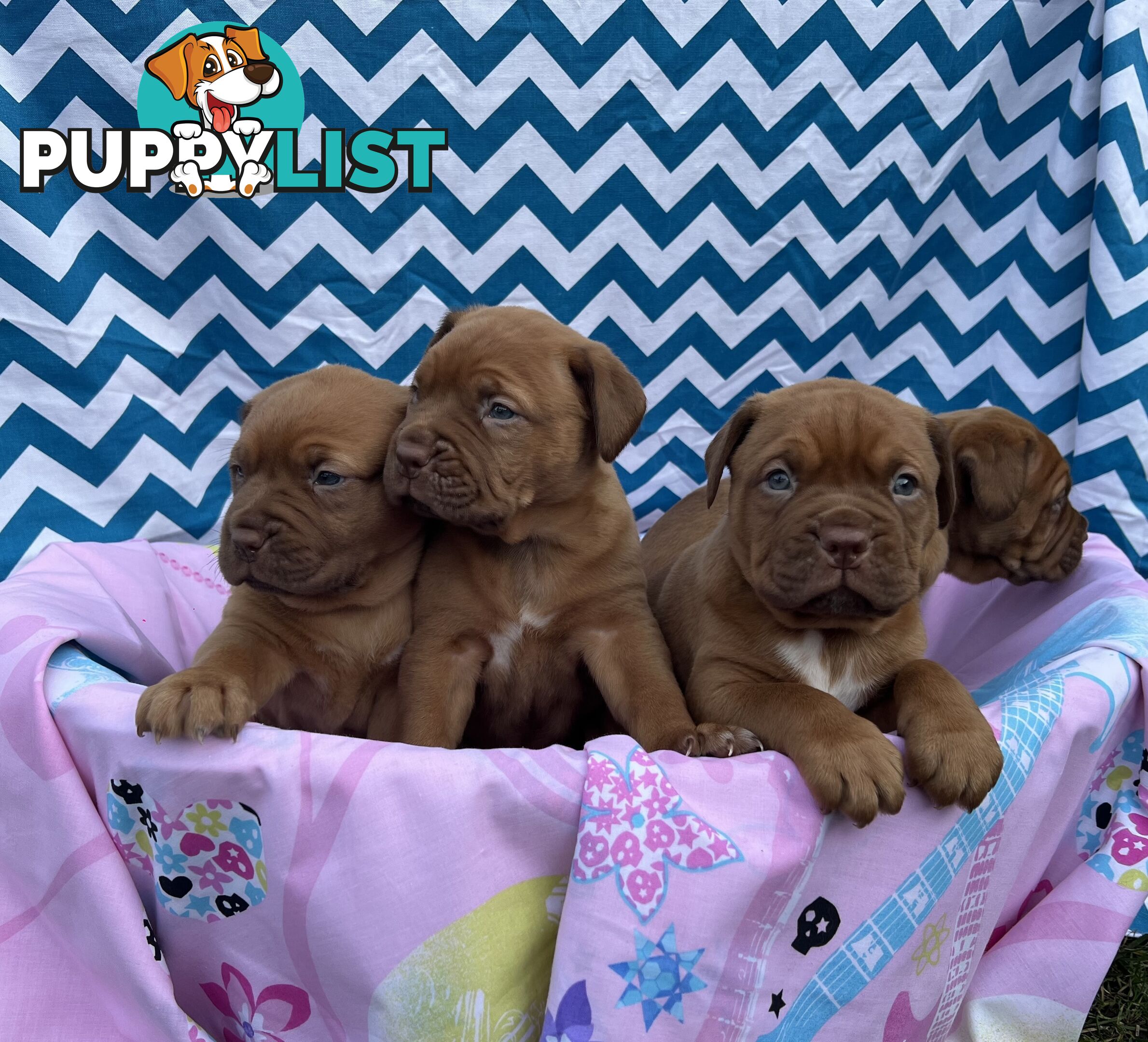 Purebred Dogue de Bordeaux