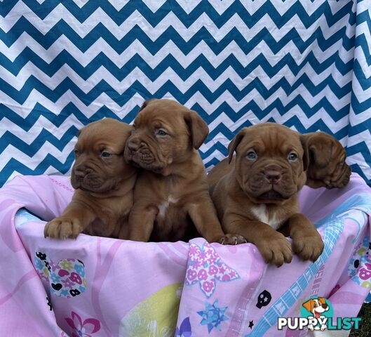 Purebred Dogue de Bordeaux
