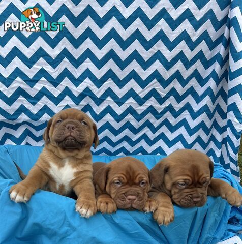 Purebred Dogue de Bordeaux