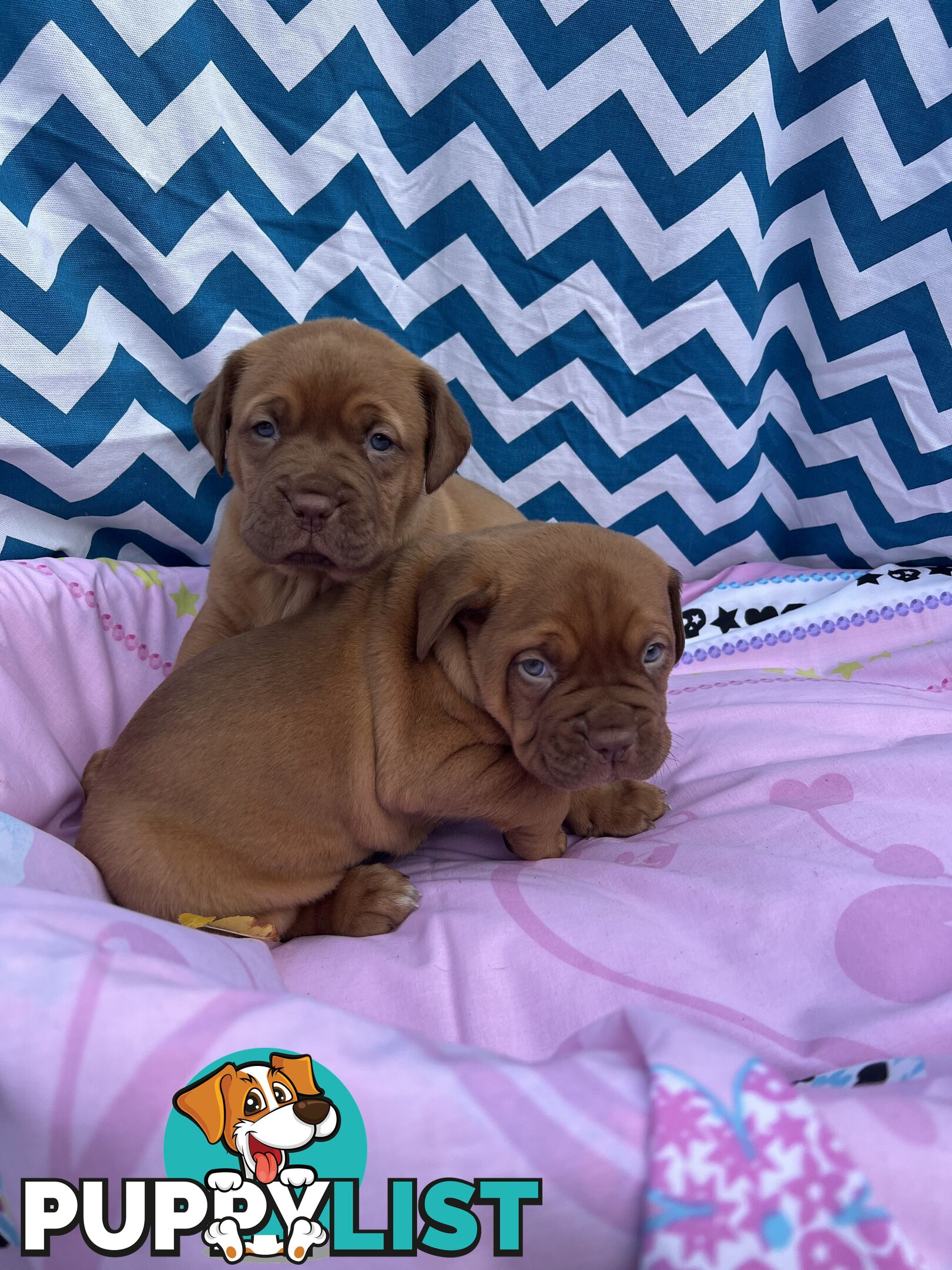 Purebred Dogue de Bordeaux