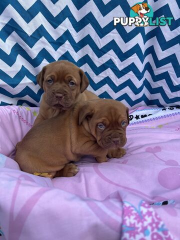 Purebred Dogue de Bordeaux