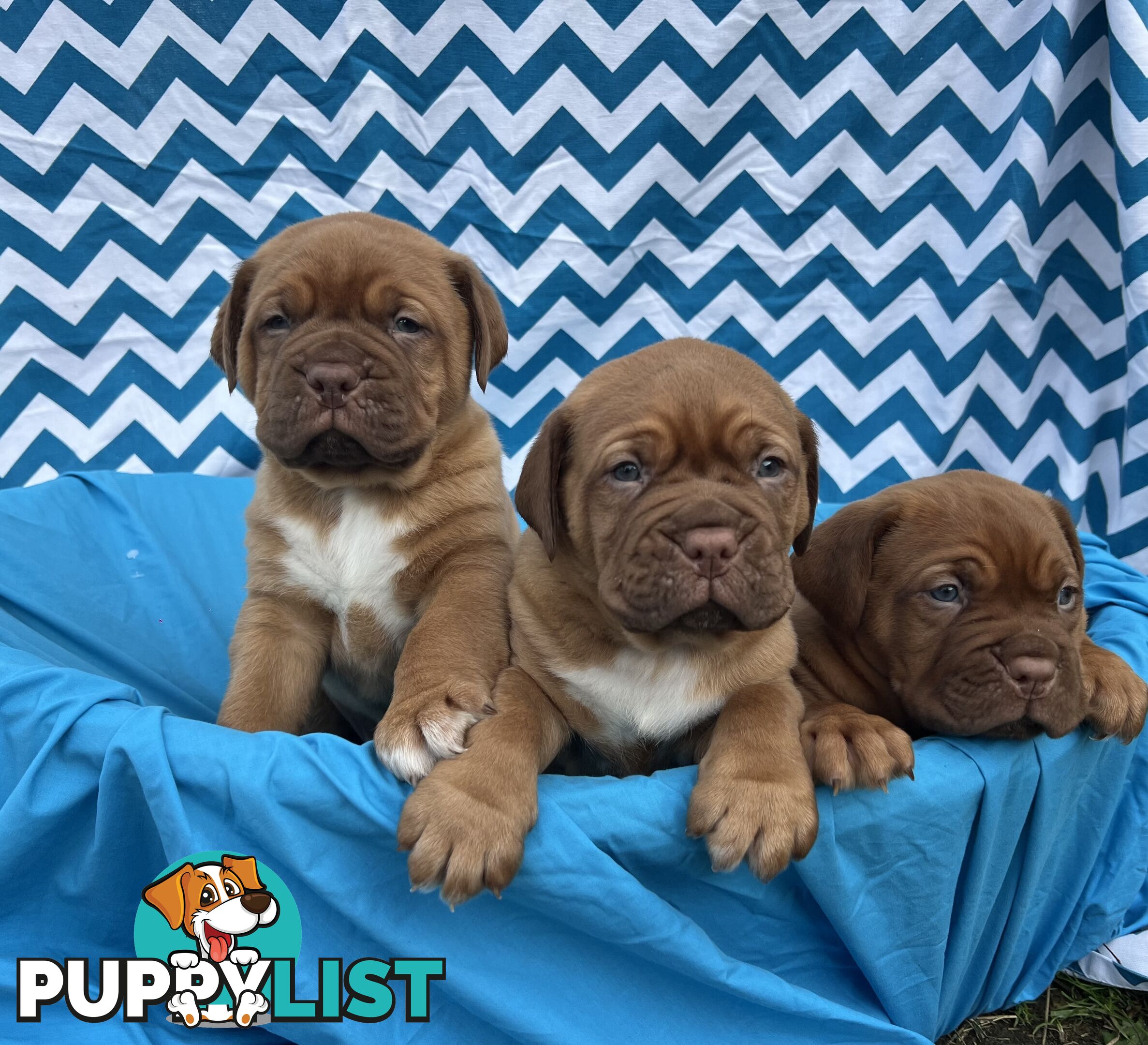 Purebred Dogue de Bordeaux