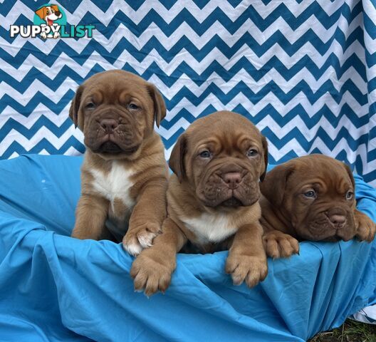 Purebred Dogue de Bordeaux