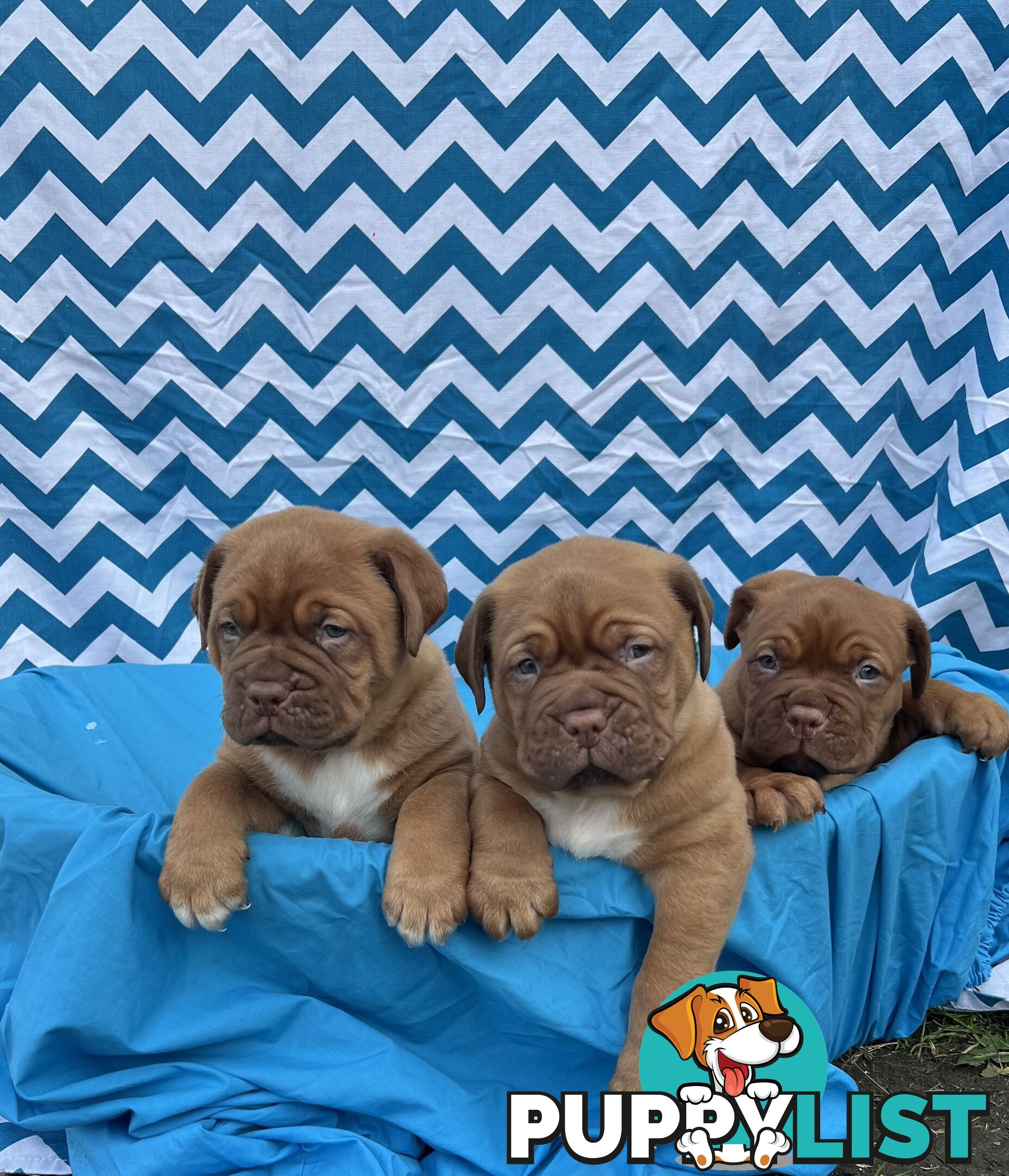Purebred Dogue de Bordeaux