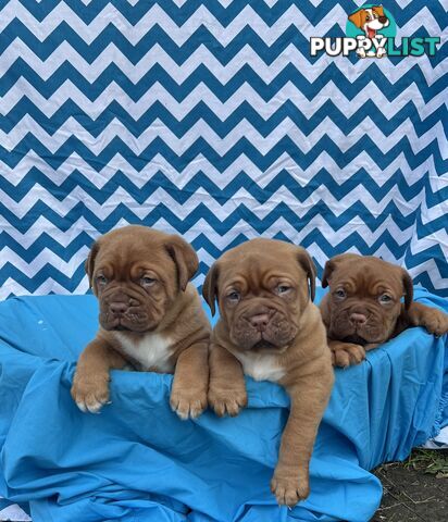 Purebred Dogue de Bordeaux