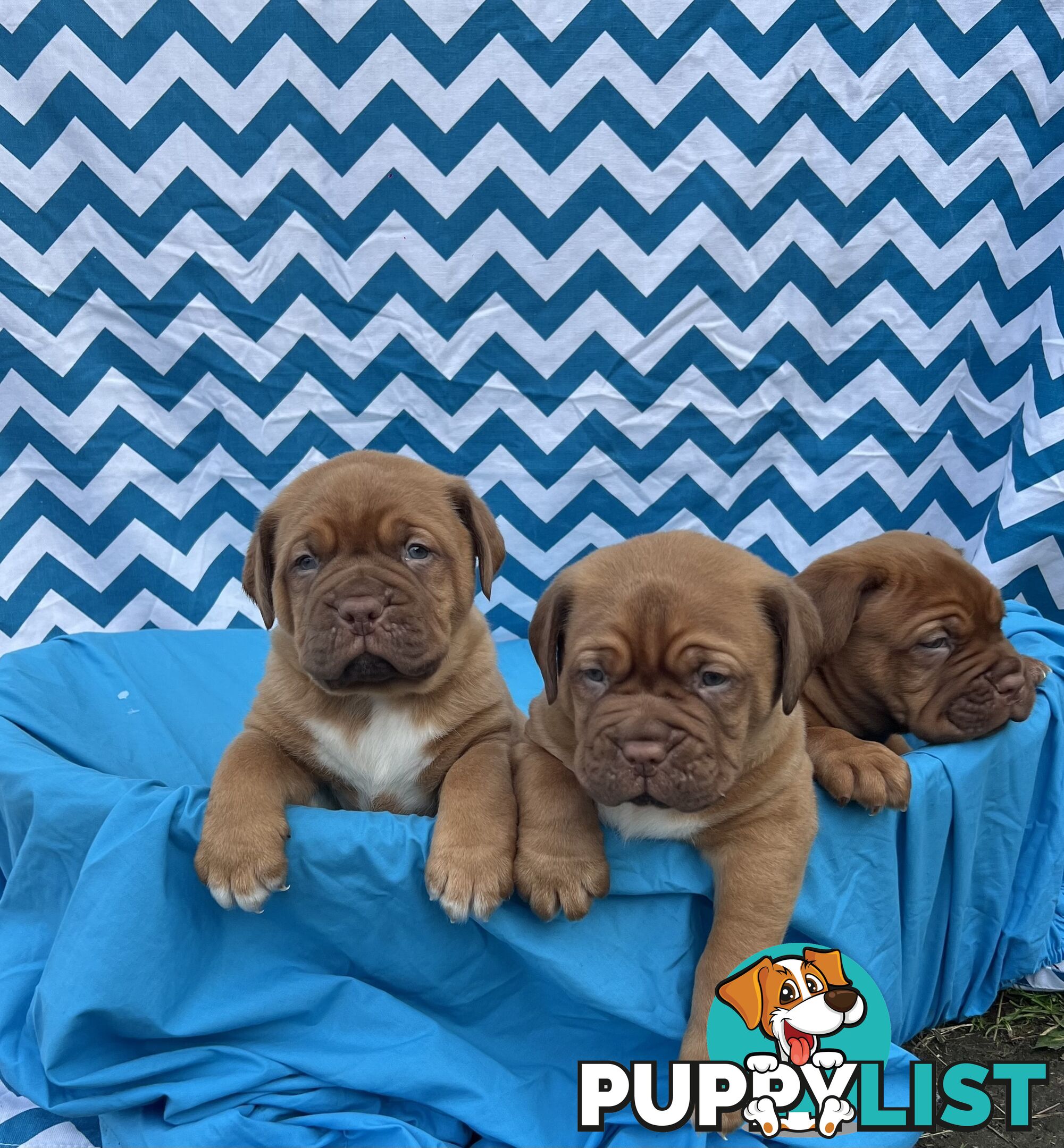 Purebred Dogue de Bordeaux