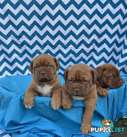 Purebred Dogue de Bordeaux