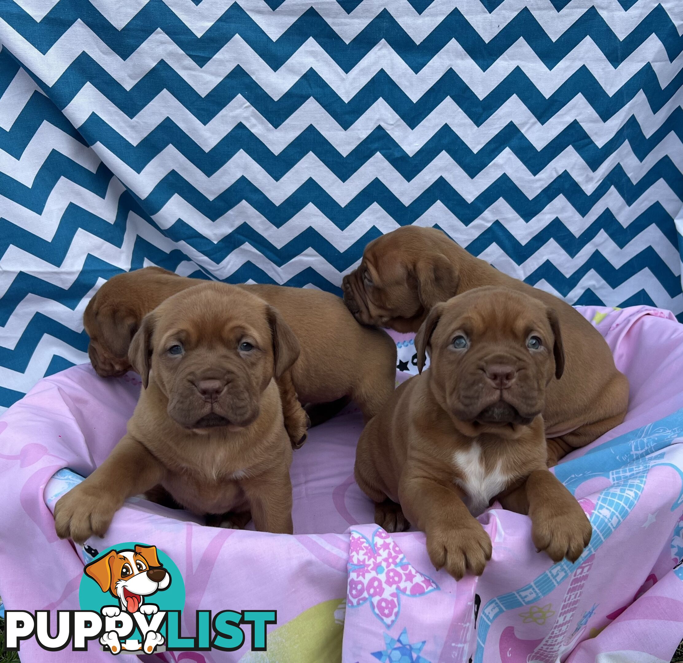 Purebred Dogue de Bordeaux