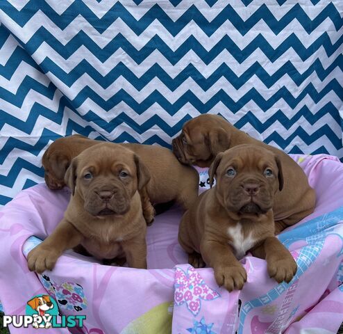 Purebred Dogue de Bordeaux