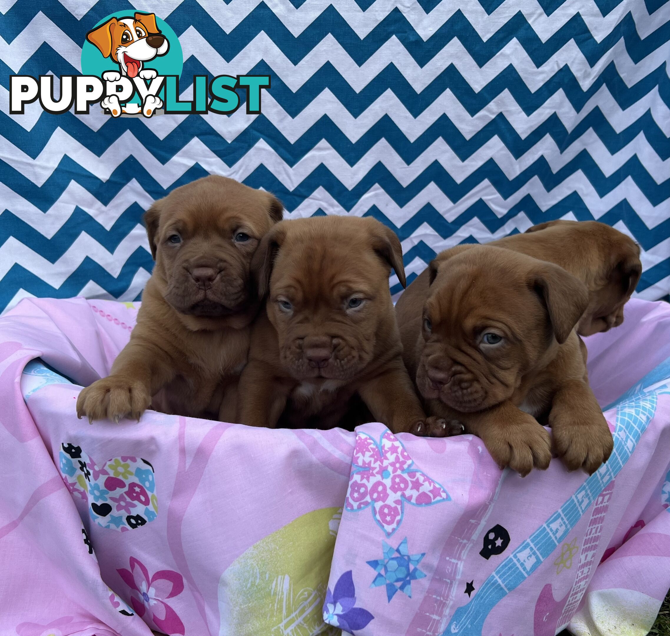 Purebred Dogue de Bordeaux
