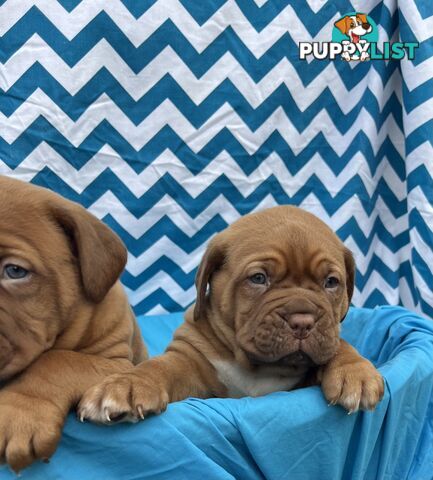Purebred Dogue de Bordeaux