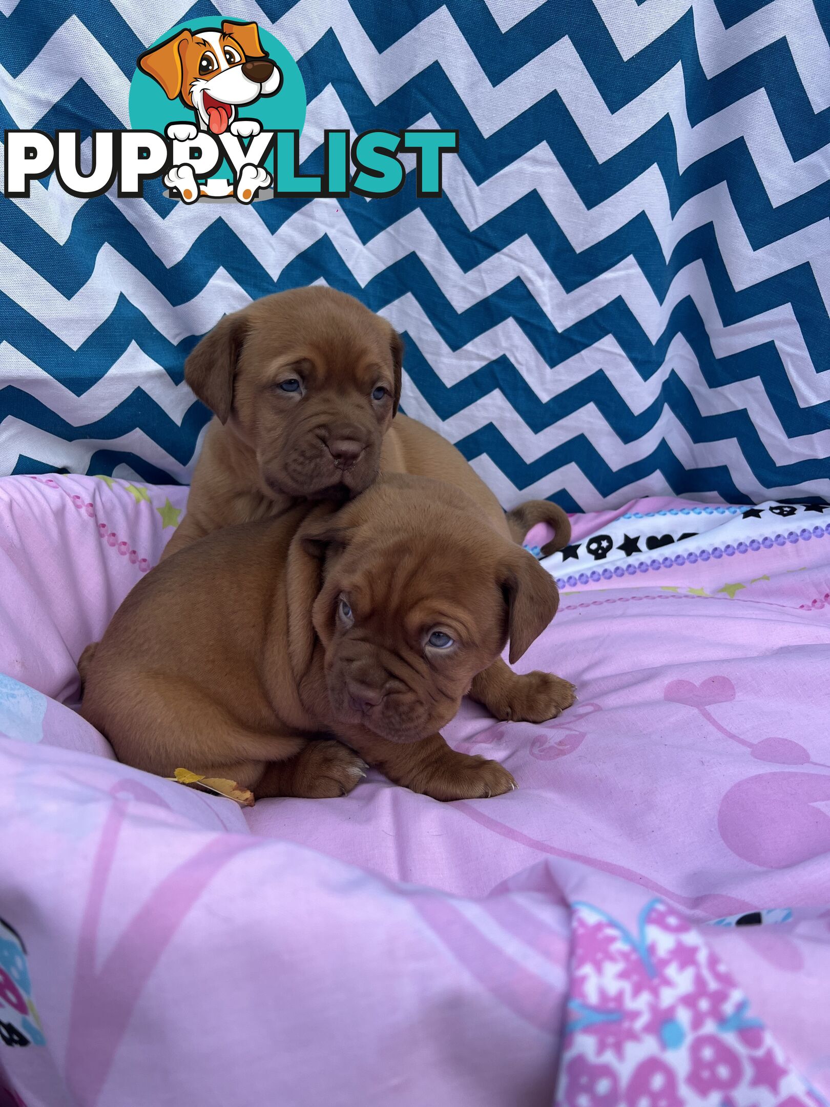 Purebred Dogue de Bordeaux