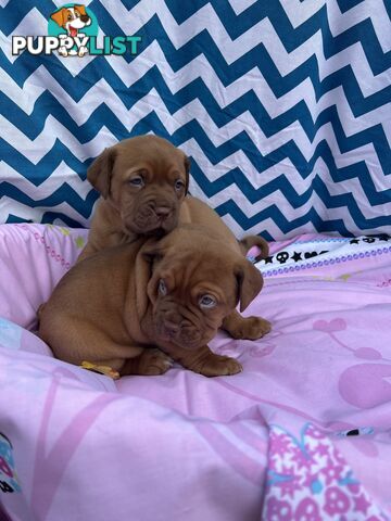 Purebred Dogue de Bordeaux