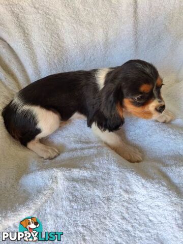 ABSOLUTELY GORGEOUS CAVALIER KING CHARLES