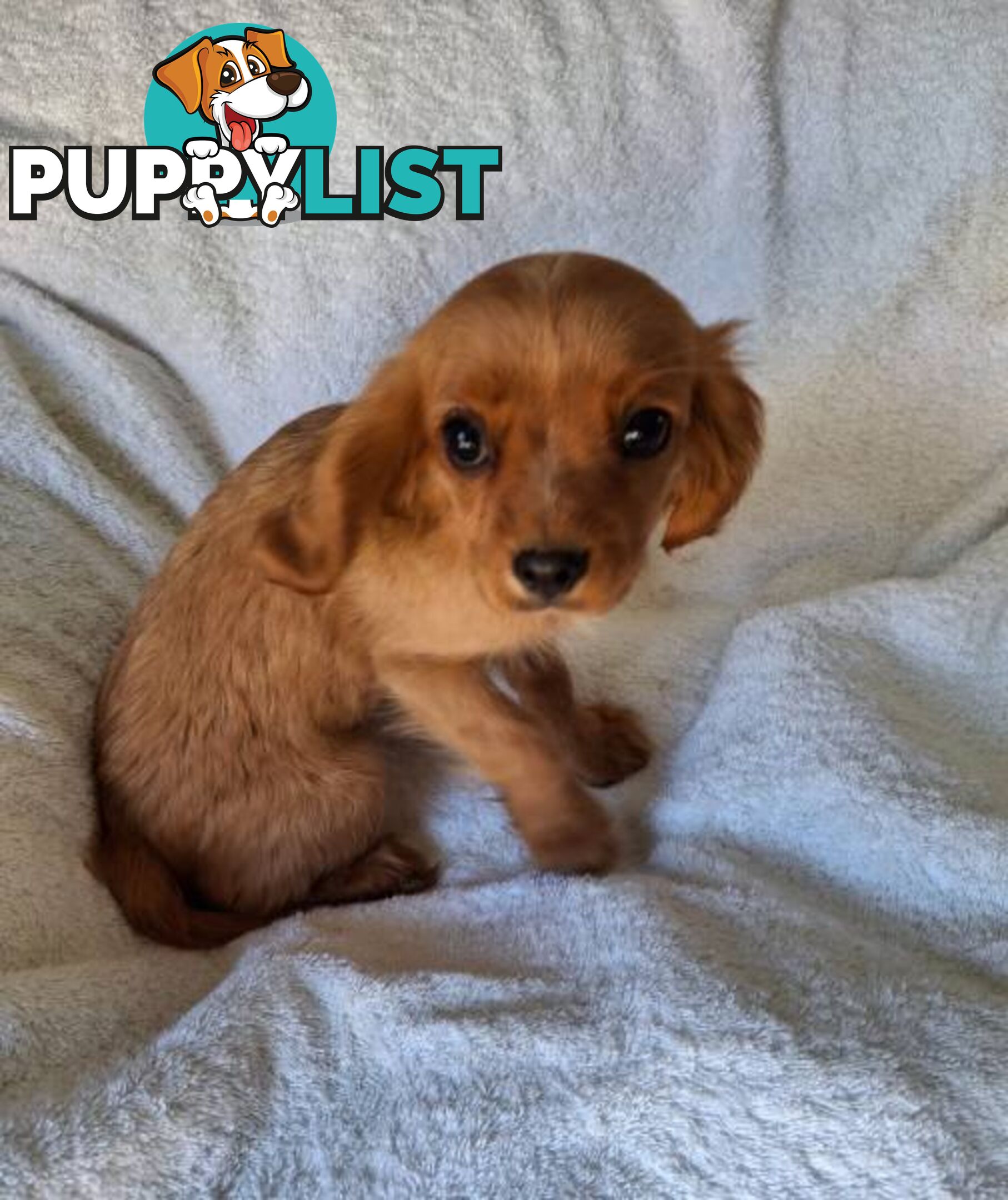 ABSOLUTELY GORGEOUS CAVALIER KING CHARLES