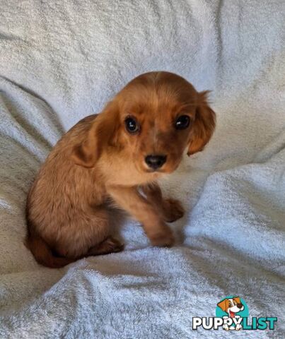 ABSOLUTELY GORGEOUS CAVALIER KING CHARLES