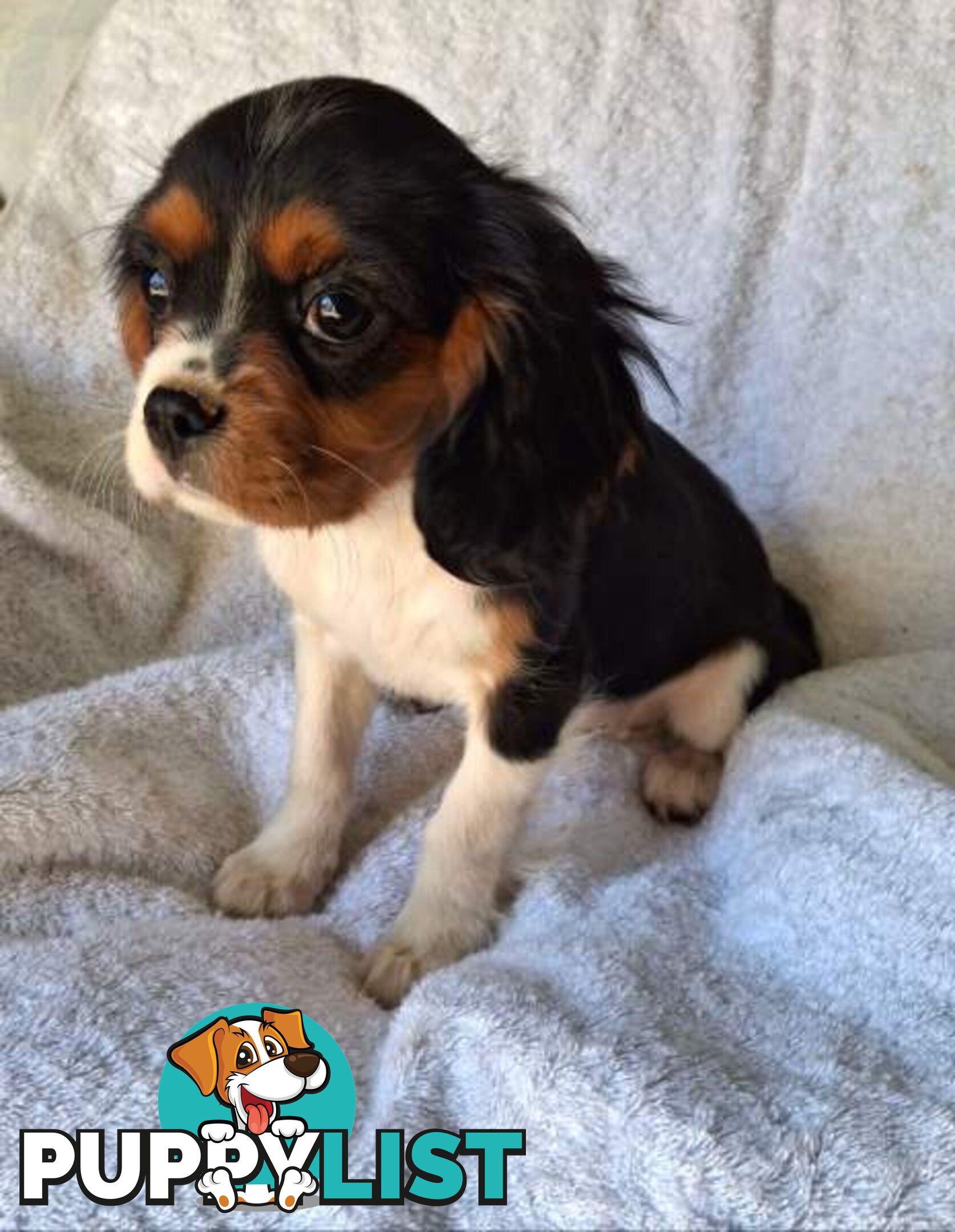 ABSOLUTELY GORGEOUS CAVALIER KING CHARLES