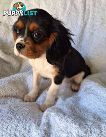 ABSOLUTELY GORGEOUS CAVALIER KING CHARLES