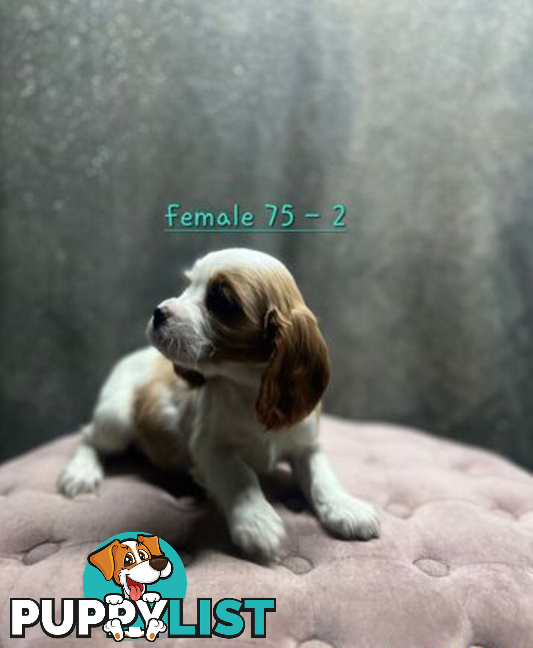 GORGEOUS COCKALIER, CAVALIER KING CHARLES/GOLDEN COCKER SPANIEL