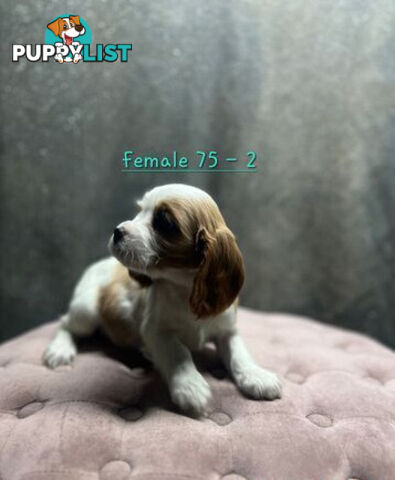 GORGEOUS COCKALIER, CAVALIER KING CHARLES/GOLDEN COCKER SPANIEL
