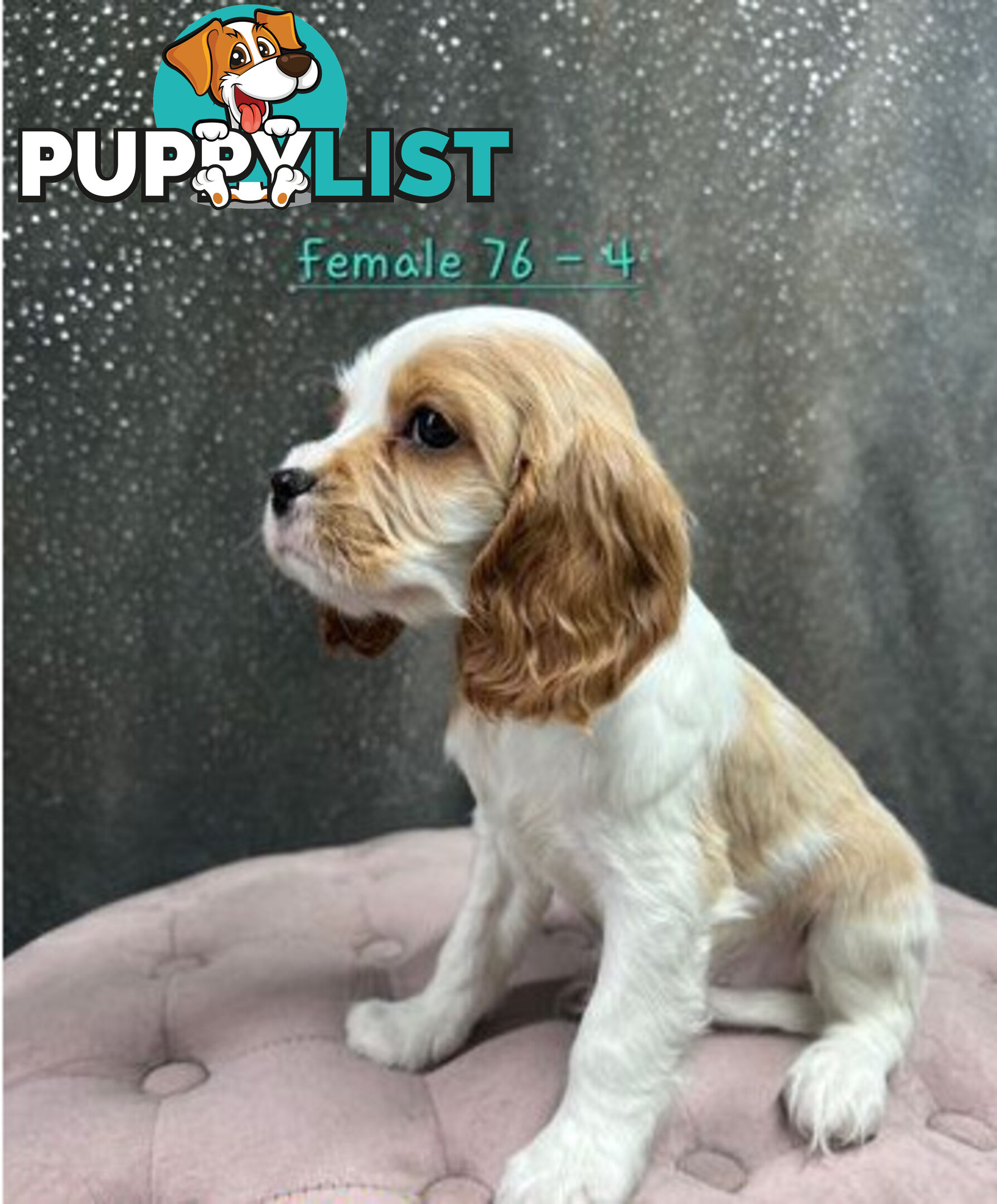 GORGEOUS COCKALIER, CAVALIER KING CHARLES/GOLDEN COCKER SPANIEL
