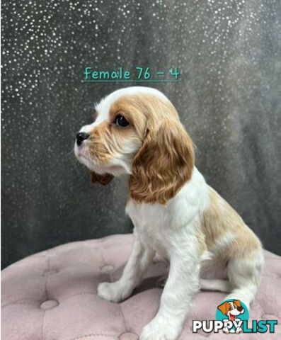 GORGEOUS COCKALIER, CAVALIER KING CHARLES/GOLDEN COCKER SPANIEL