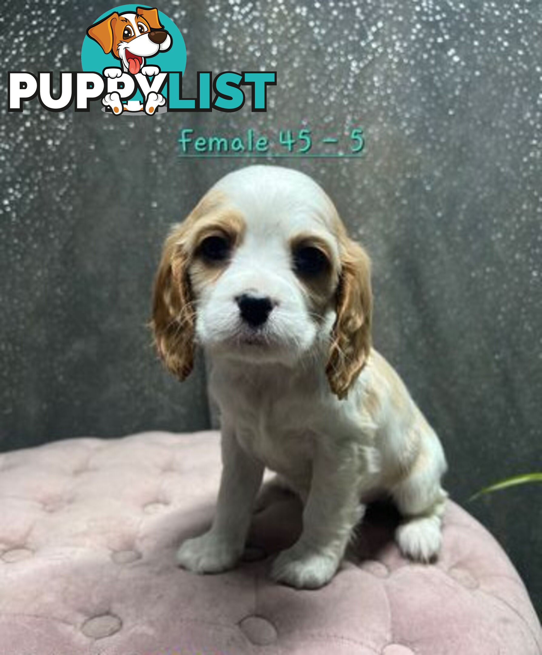 GORGEOUS COCKALIER, CAVALIER KING CHARLES/GOLDEN COCKER SPANIEL