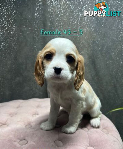 GORGEOUS COCKALIER, CAVALIER KING CHARLES/GOLDEN COCKER SPANIEL