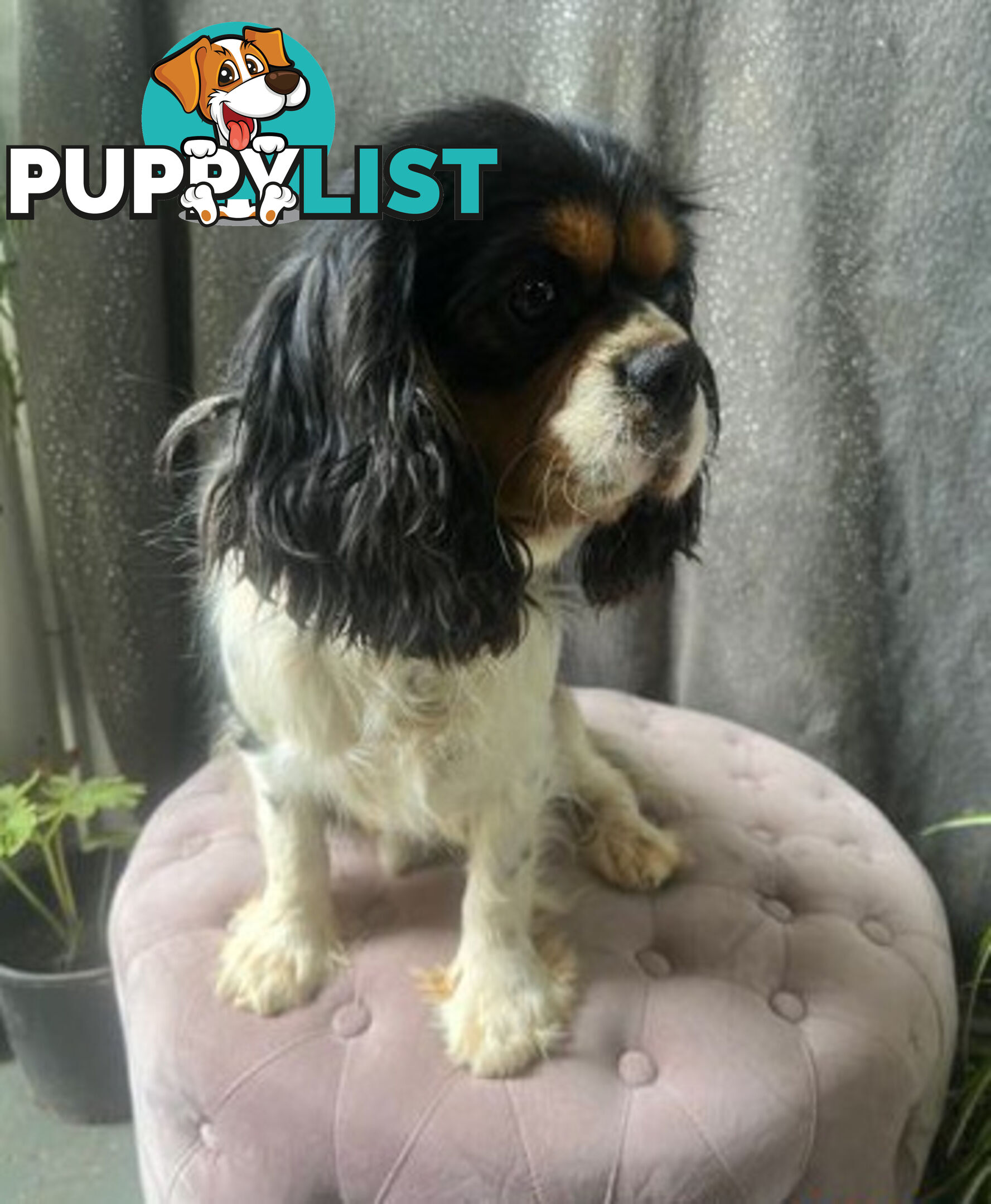 GORGEOUS COCKALIER, CAVALIER KING CHARLES/GOLDEN COCKER SPANIEL