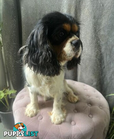 GORGEOUS COCKALIER, CAVALIER KING CHARLES/GOLDEN COCKER SPANIEL