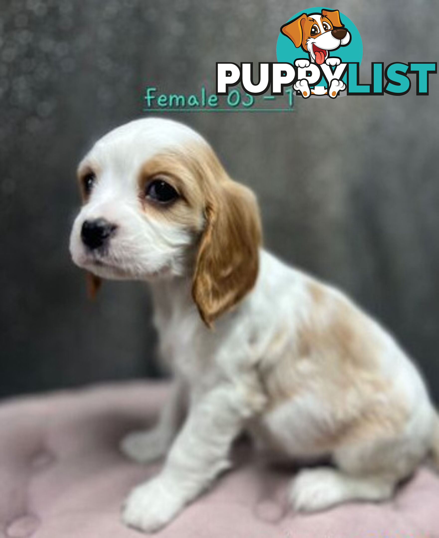 GORGEOUS COCKALIER, CAVALIER KING CHARLES/GOLDEN COCKER SPANIEL