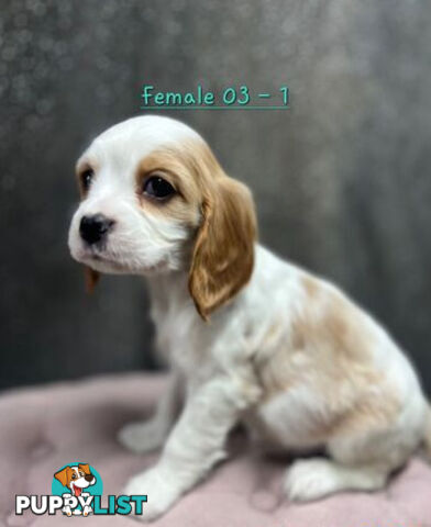 GORGEOUS COCKALIER, CAVALIER KING CHARLES/GOLDEN COCKER SPANIEL