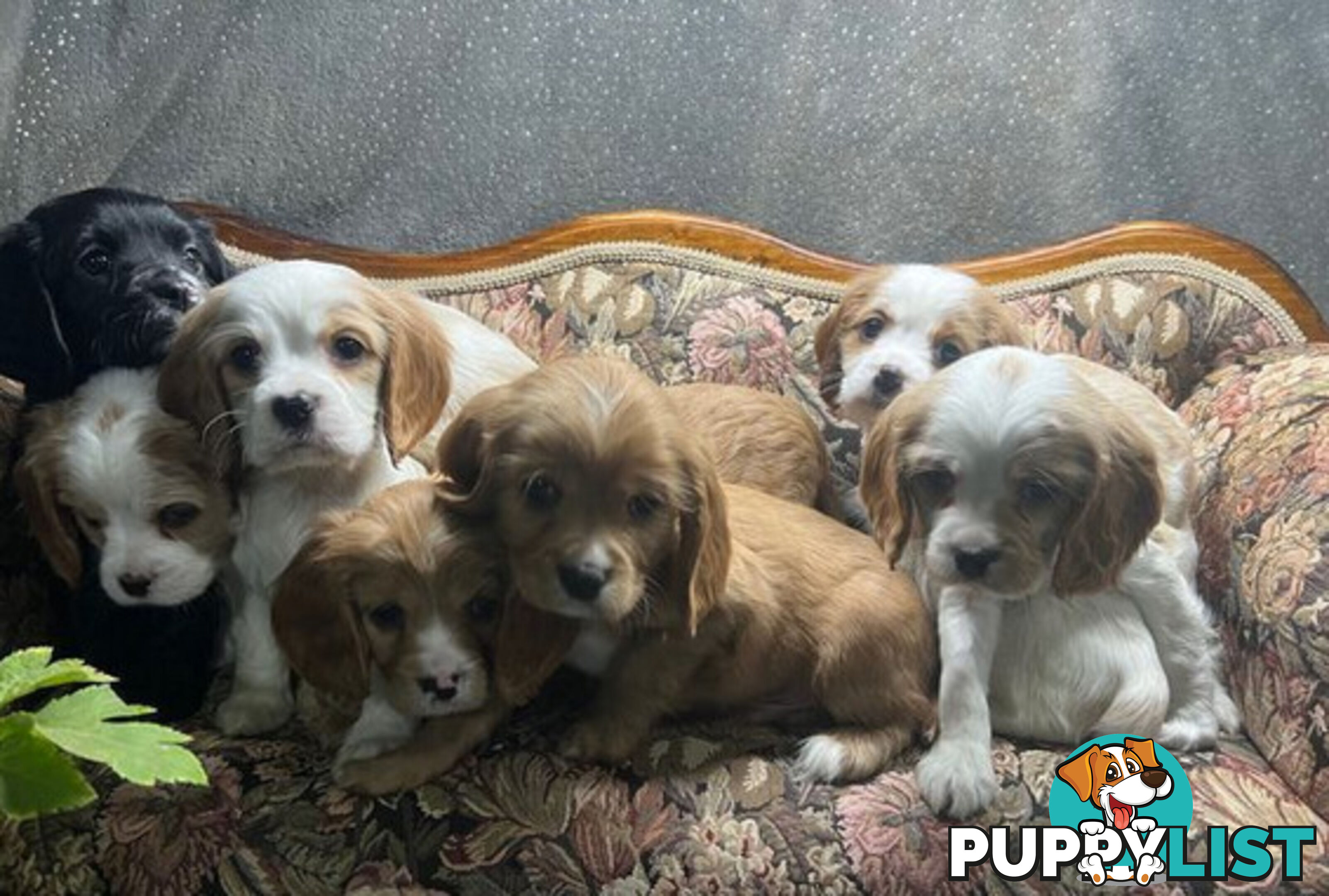 GORGEOUS COCKALIER, CAVALIER KING CHARLES/GOLDEN COCKER SPANIEL