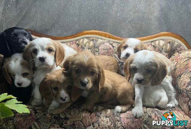 GORGEOUS COCKALIER, CAVALIER KING CHARLES/GOLDEN COCKER SPANIEL