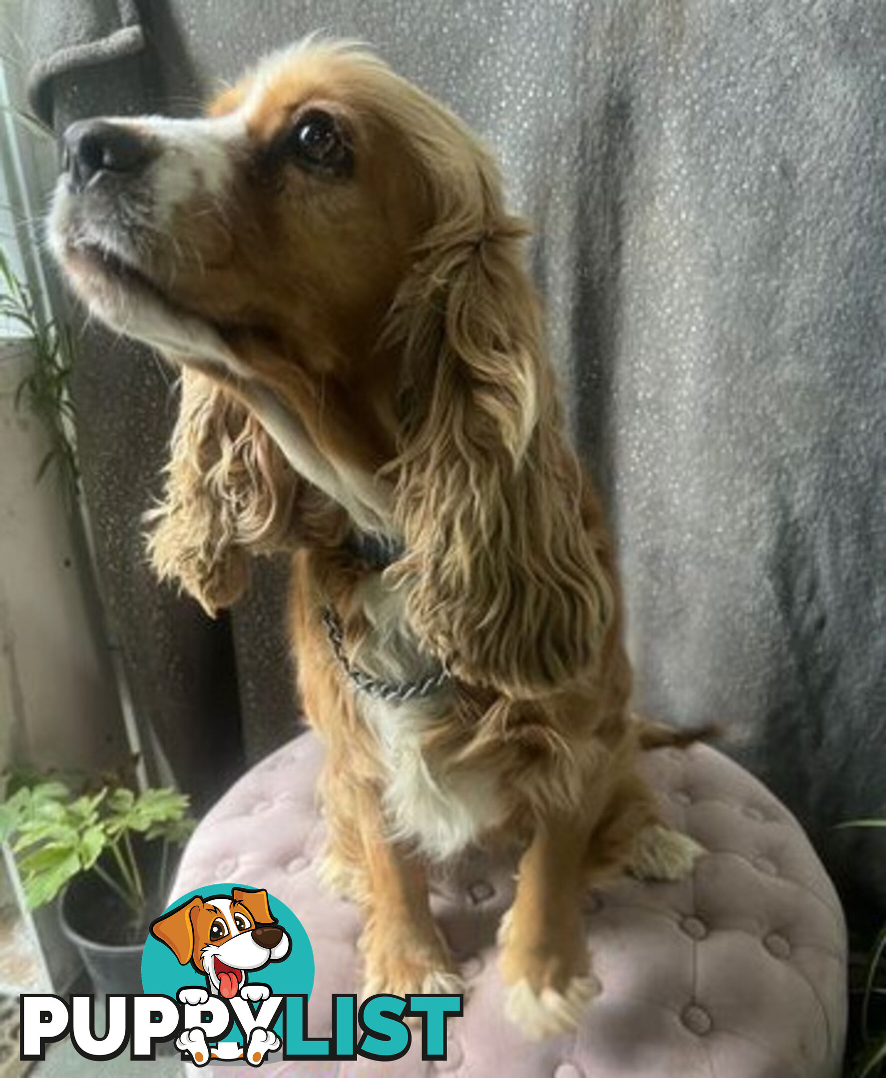 GORGEOUS COCKALIER, CAVALIER KING CHARLES/GOLDEN COCKER SPANIEL