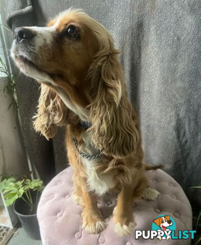 GORGEOUS COCKALIER, CAVALIER KING CHARLES/GOLDEN COCKER SPANIEL