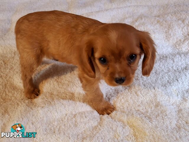 CAVALIER KING CHARLES