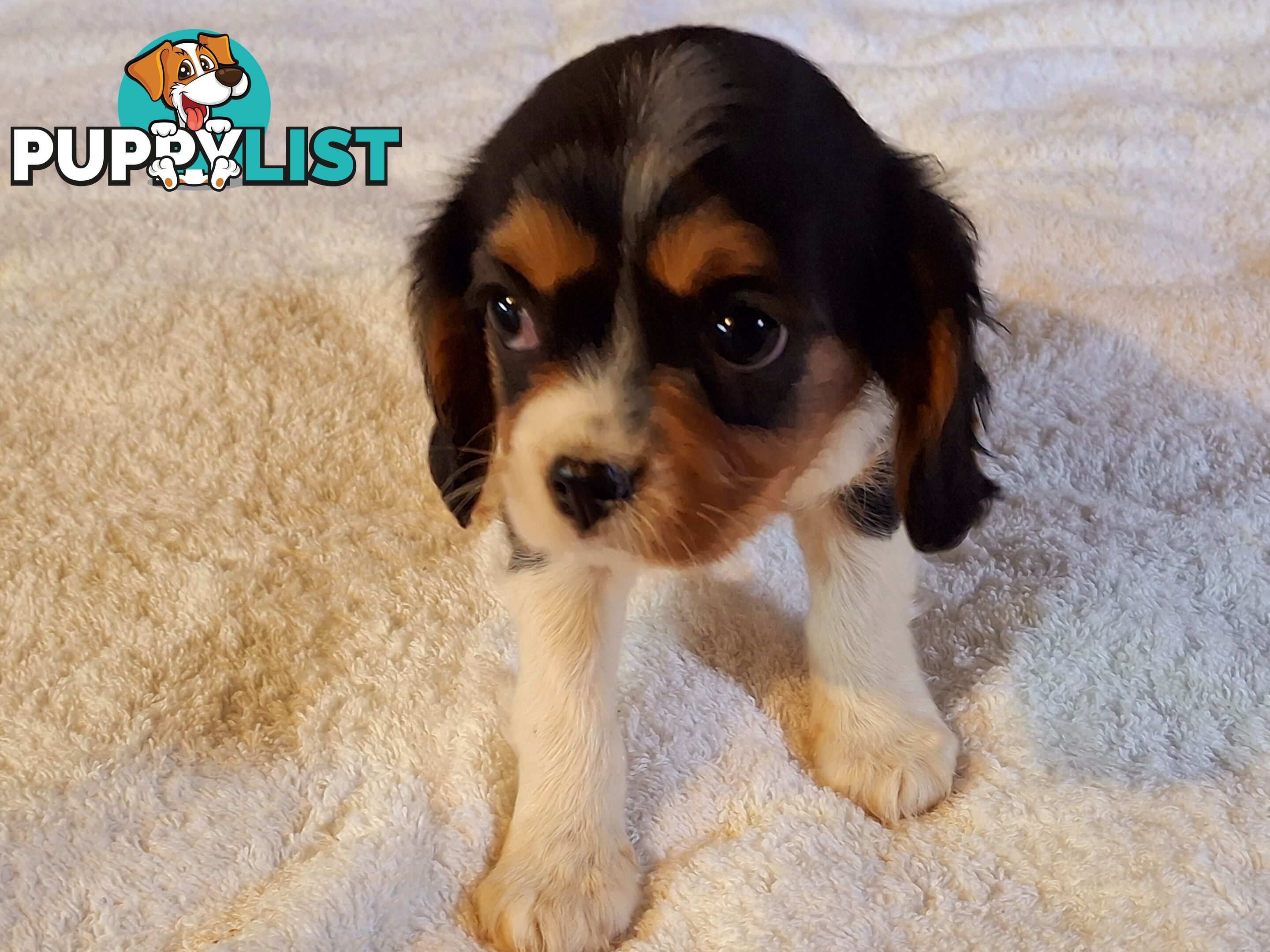 CAVALIER KING CHARLES