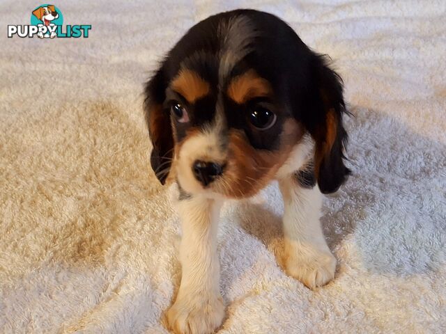 CAVALIER KING CHARLES