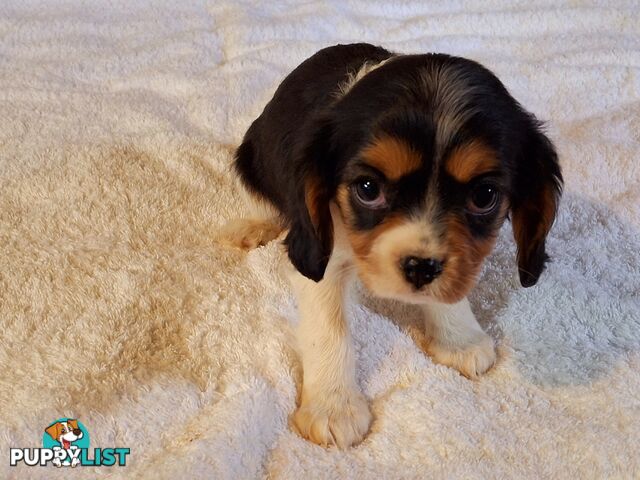 CAVALIER KING CHARLES