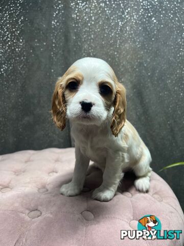 GORGEOUS COCKALIER, CAVALIER KING CHARLES/GOLDEN COCKER SPANIEL