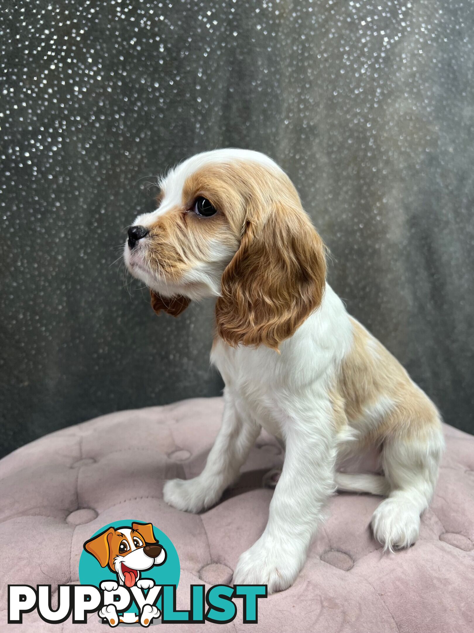 GORGEOUS COCKALIER, CAVALIER KING CHARLES/GOLDEN COCKER SPANIEL