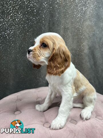 GORGEOUS COCKALIER, CAVALIER KING CHARLES/GOLDEN COCKER SPANIEL