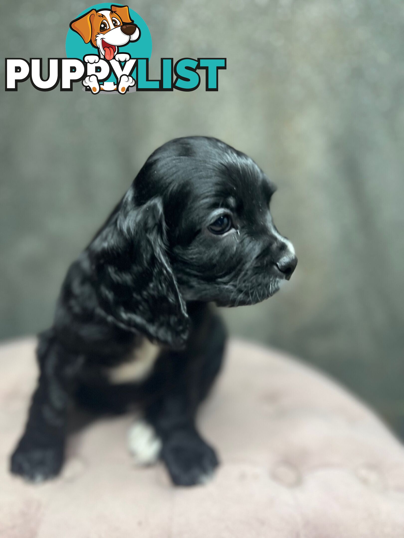 GORGEOUS COCKALIER, CAVALIER KING CHARLES/GOLDEN COCKER SPANIEL